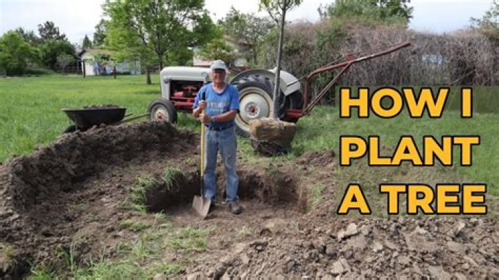 When should I dig up my transplanted trees?