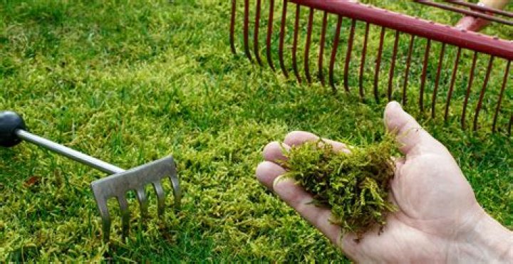 When should I kill moss in my lawn?