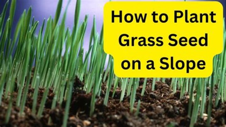 When should I plant grass seed 2020?
