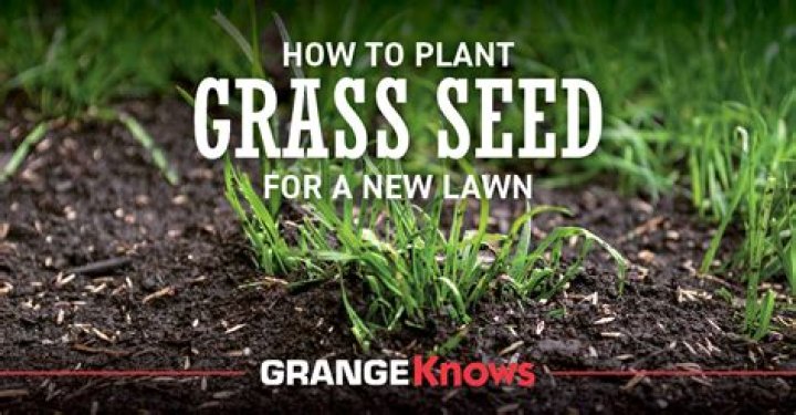When should I plant grass seed in NY?