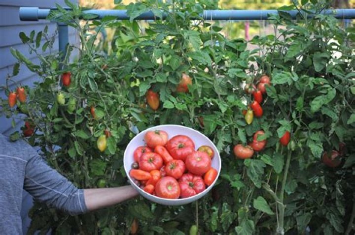 When should I plant my tomato plants in Ohio?