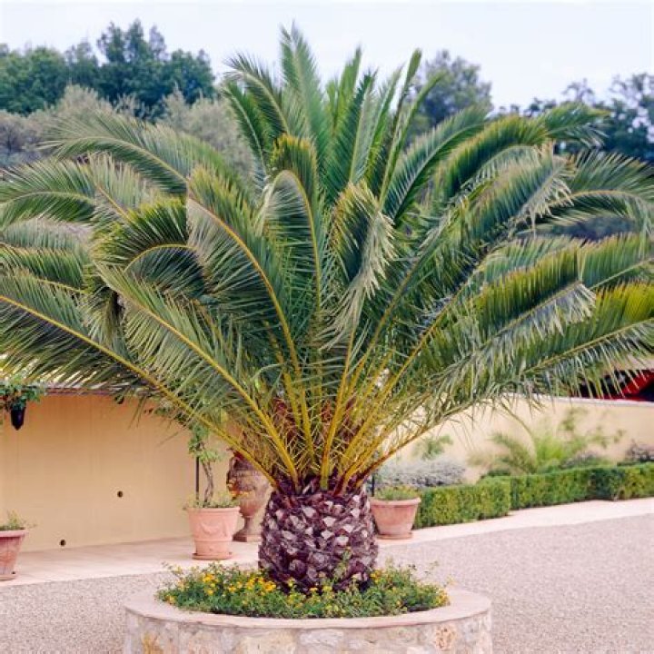 When should I plant trees in Phoenix?