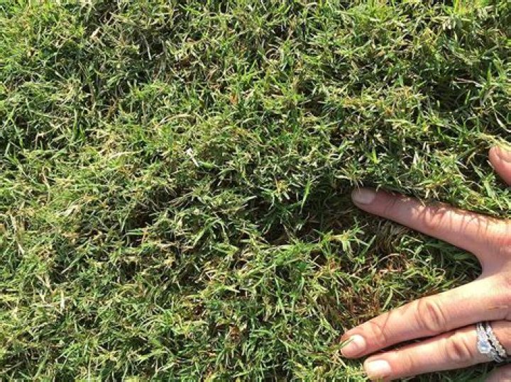 When should I plant tropical grass?