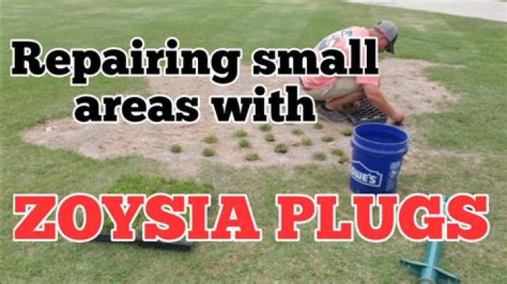 When should I plant Zoysia plugs?