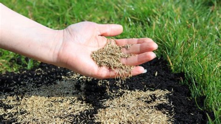 When should I put grass seed down for winter?
