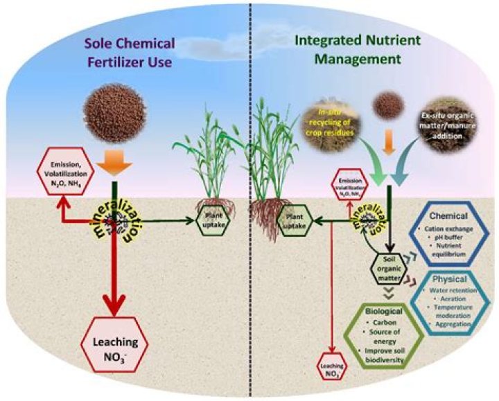 When should I put the bonus on my fertilizer?