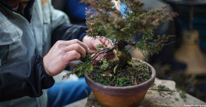 When should I repot my juniper bonsai?