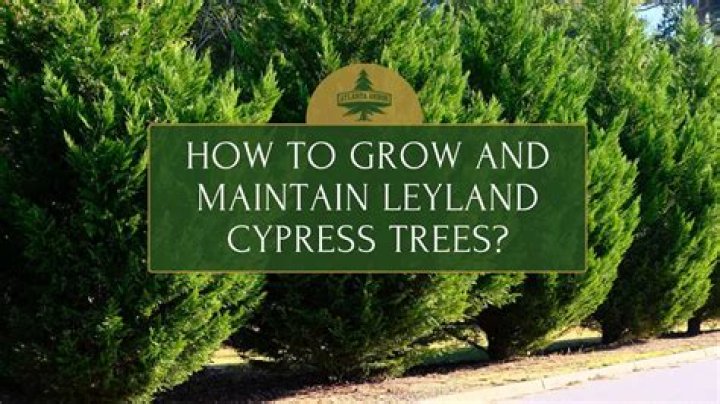 When Should Leyland cypress be planted?
