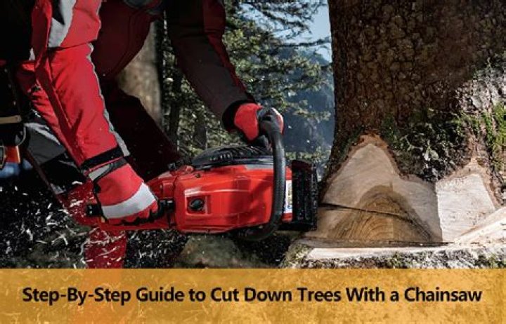 When should pine trees be cut down?