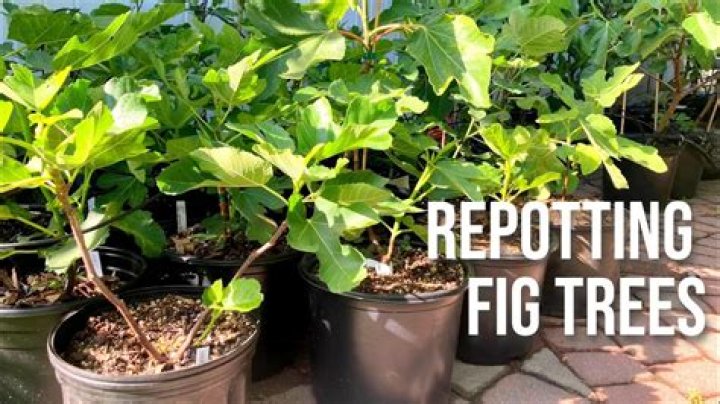 When should you cover your fig tree?