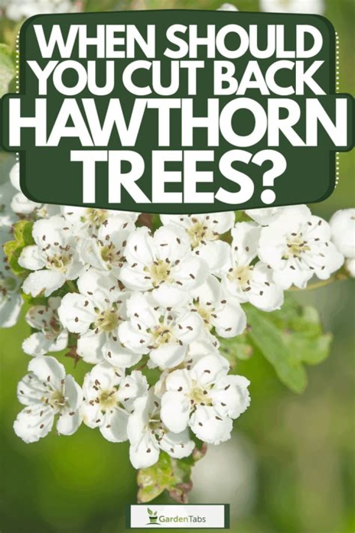 When should you cut back hawthorn?