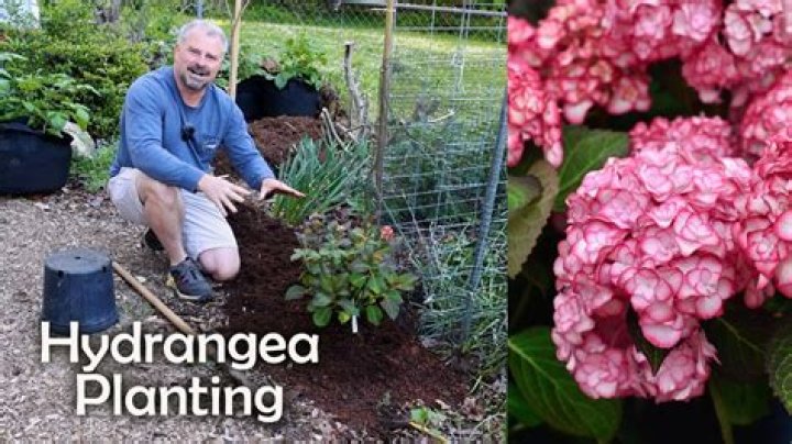 When should you plant new hydrangeas?