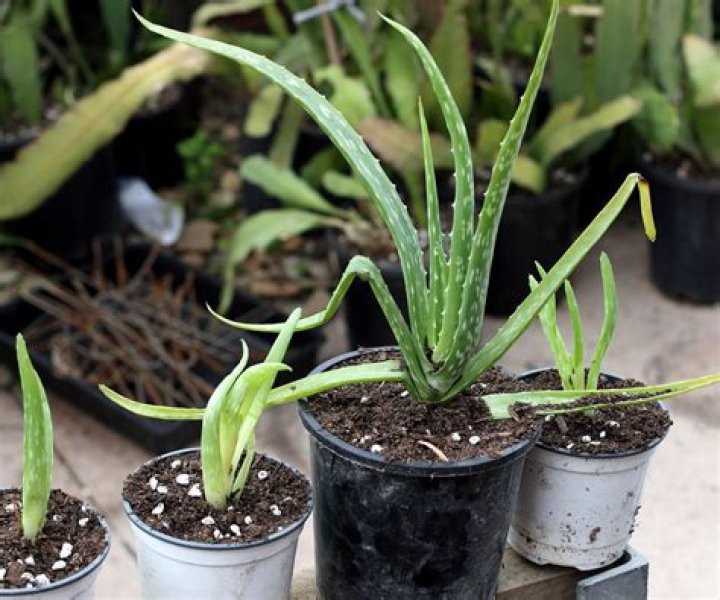 When should you repot a lime tree?
