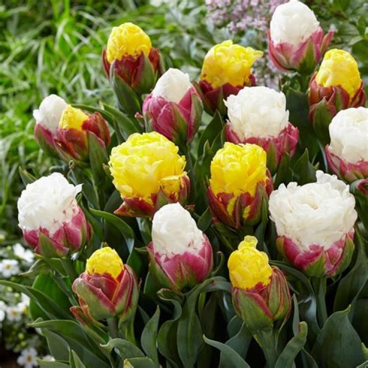 When should you split tulips?