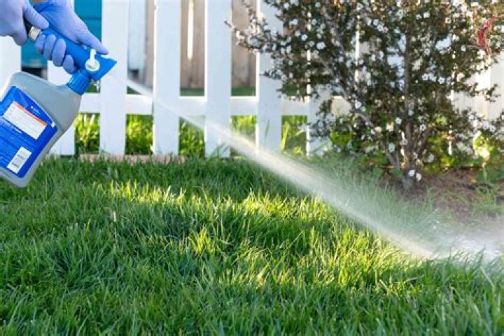 When should you spray your yard for fleas?