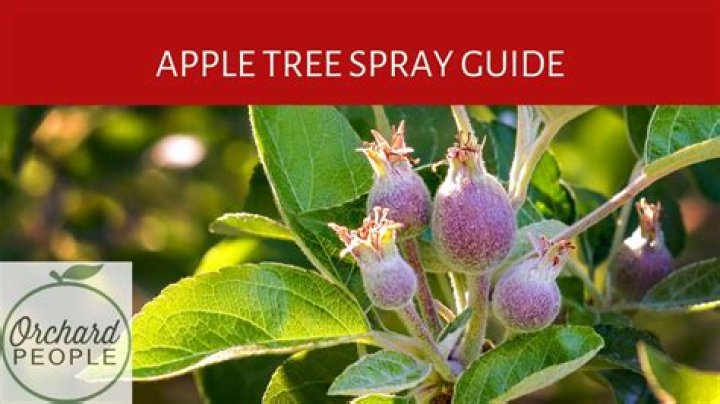 When should you start spraying fruit trees?