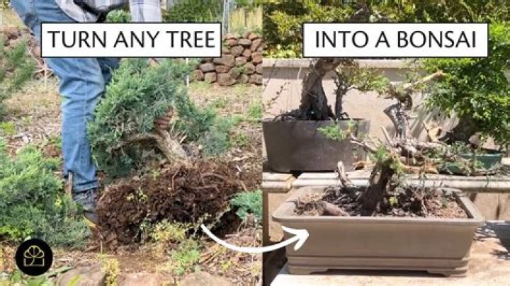 When to bring conifer bonsai out of dormancy?