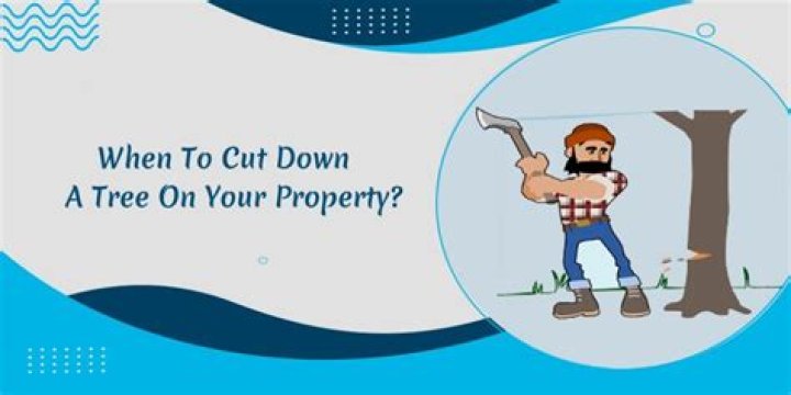 When to cut down a tree on your property?