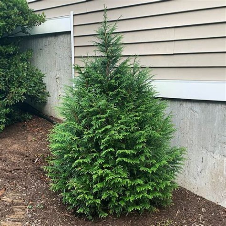 When to cut down an overgrown arborvitae tree?