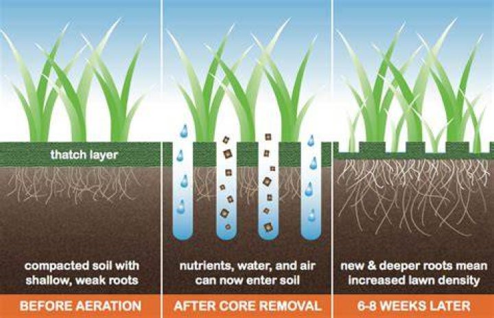 When to dethatch aerate and fertilize?