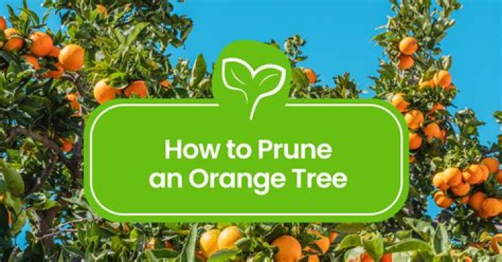 When to prune orange trees so you get no fruit?