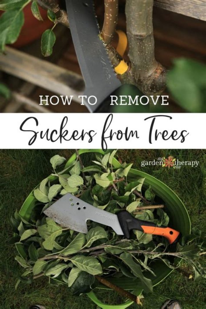 When to remove suckers from sugar maple tree?