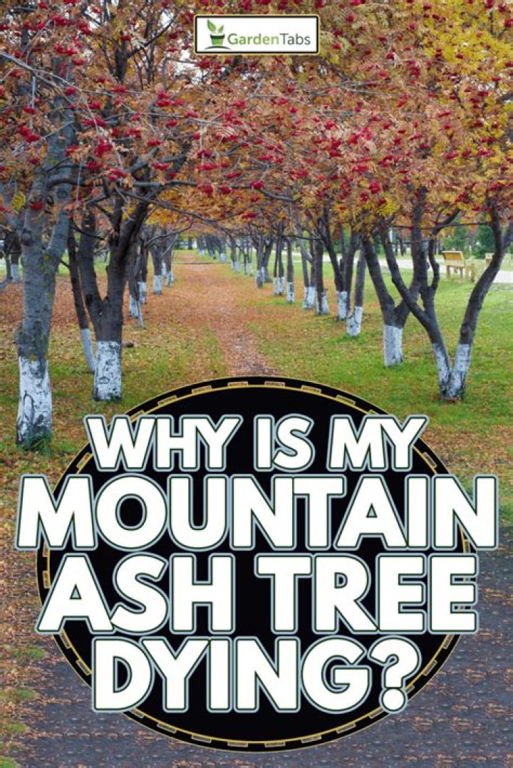 Where are mountain ash trees found?