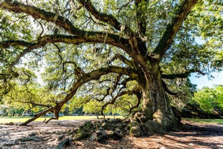 Where are oak trees in Southern California?