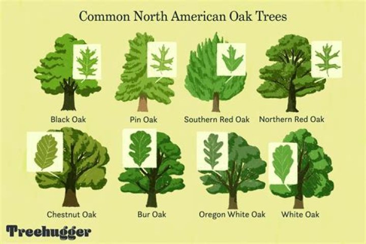 Where are oak trees located?