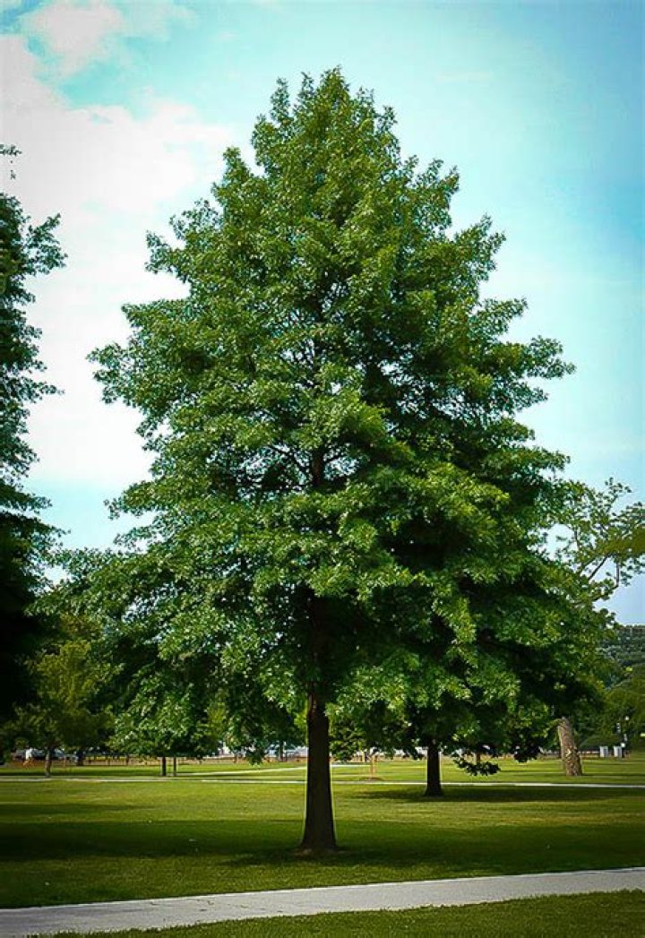 Where are pin oak trees found?