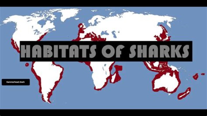 Where are sharks usually found?