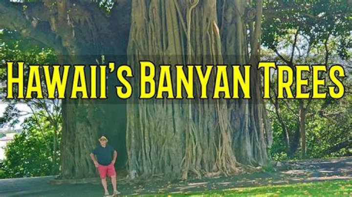 Where are the banyan trees in Central America?