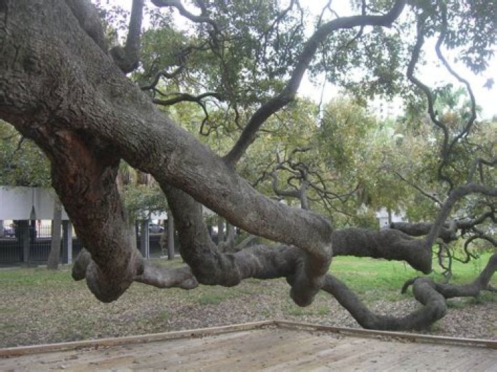 Where are the Treaty Oak trees in Texas?