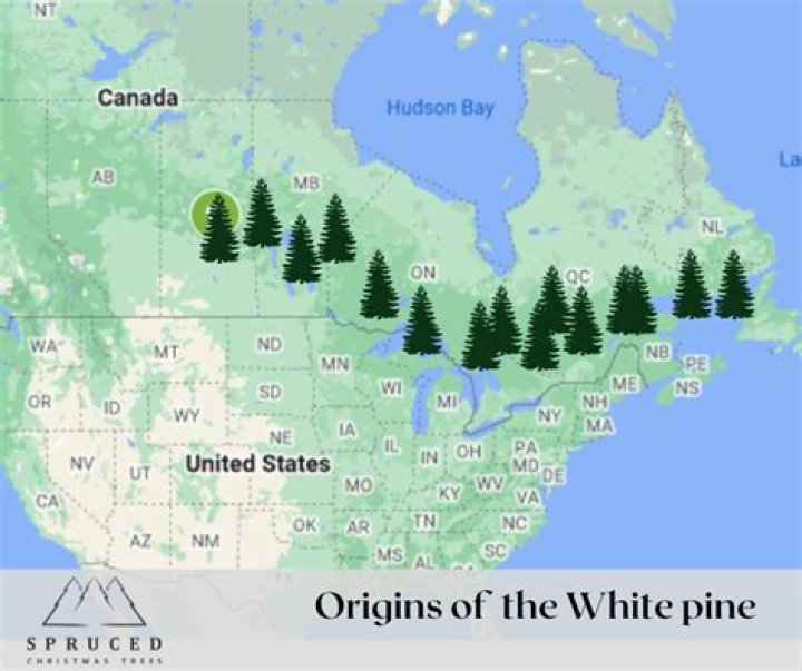 Where are white pine trees located?