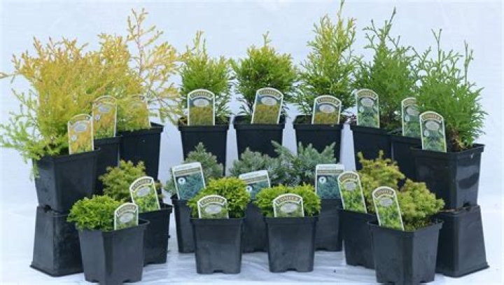 Where can I buy dwarf conifers in the UK?