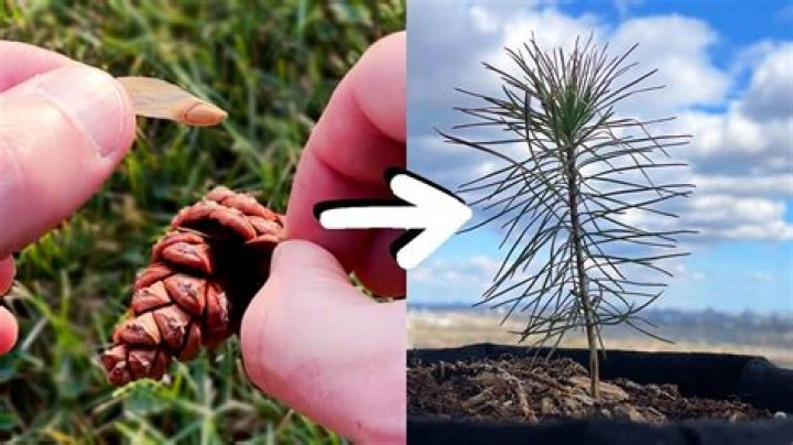 Where can I get a pot for a pine tree?