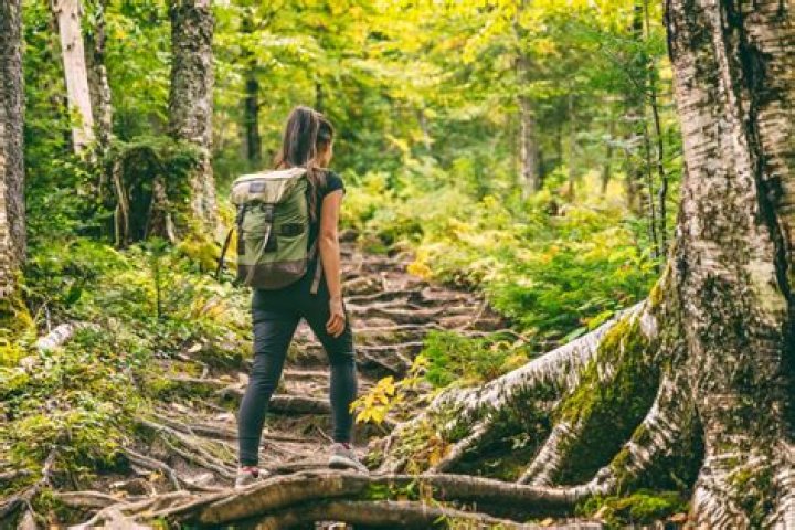 Where can I go to hike in the forest?