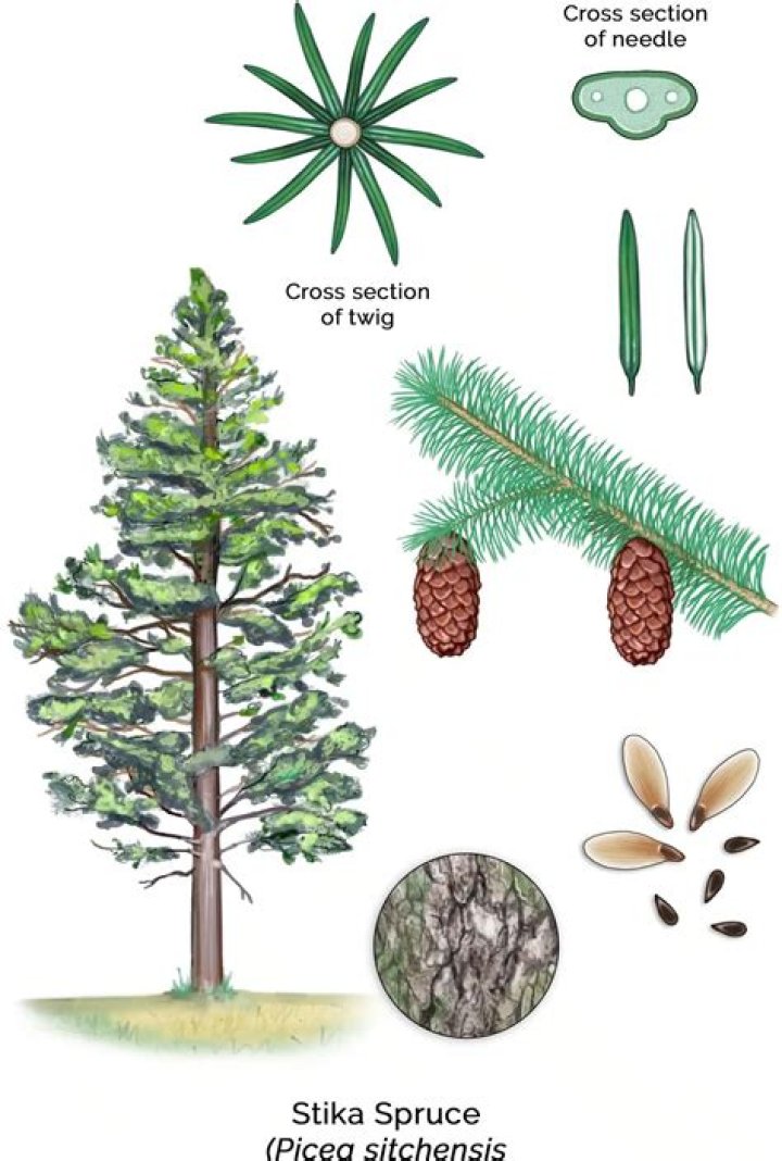 Where can I see a Sitka spruce tree?