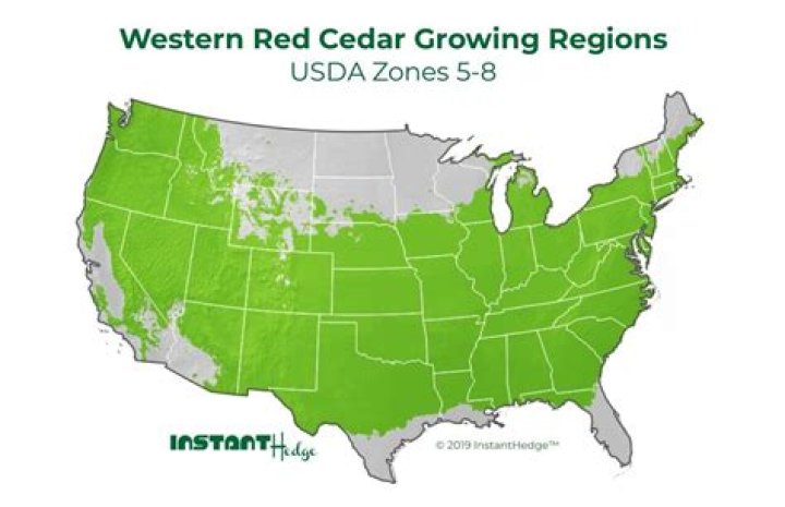 Where can the western red cedar be found?