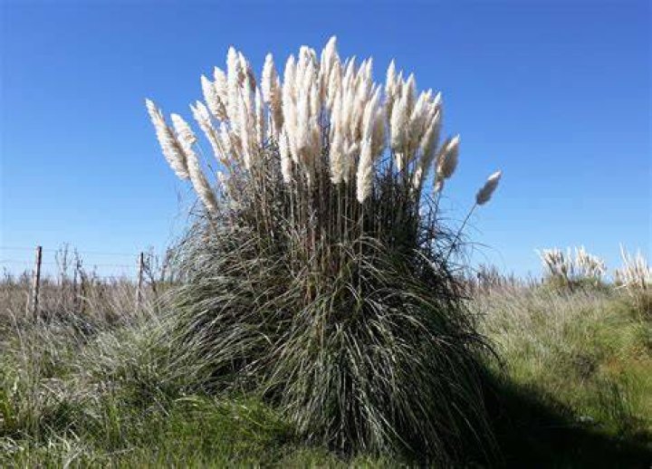 Where did Blue Grass originate from?