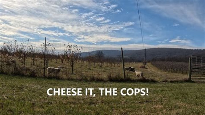 Where did the saying cheese it the cops come from?