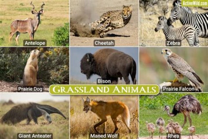Where do animals live in the grasslands?