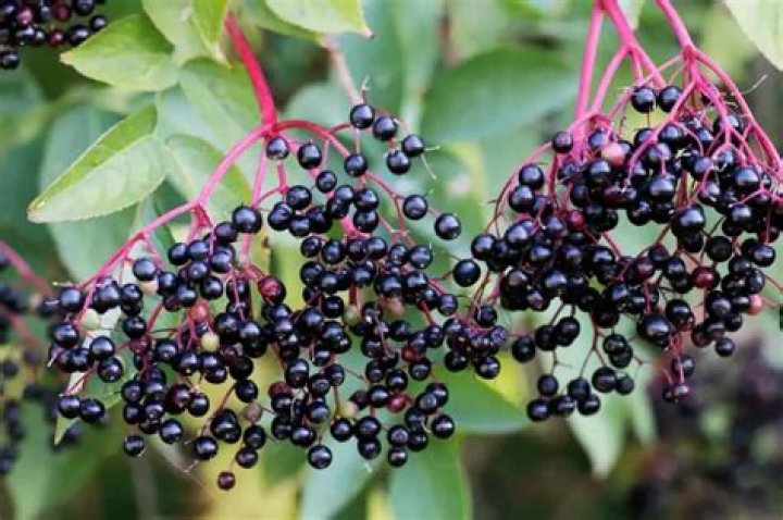 Where do elderberry bushes grow best?