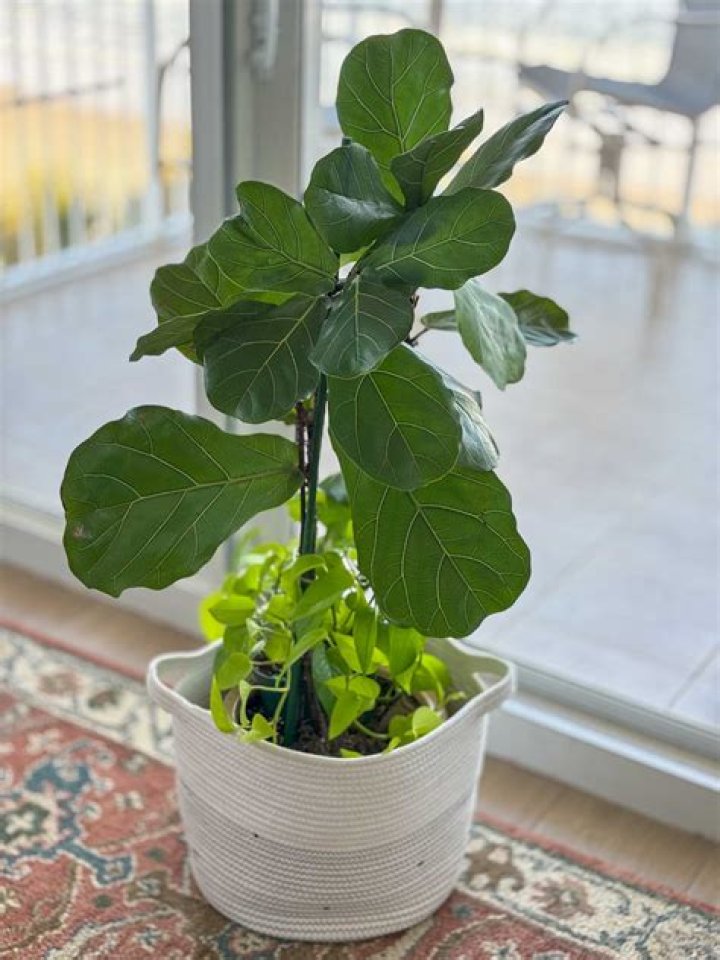 Where do fiddle leaf figs go inside?
