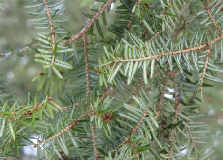 Where do hemlock trees grow best?