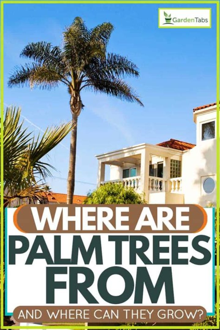 Where do palm trees originate?