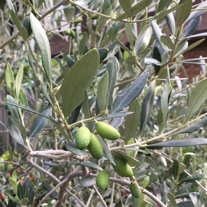Where do tea olive bushes grow?