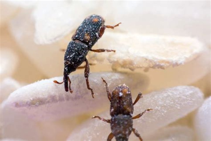 Where do weevils and snout beetles get their food?