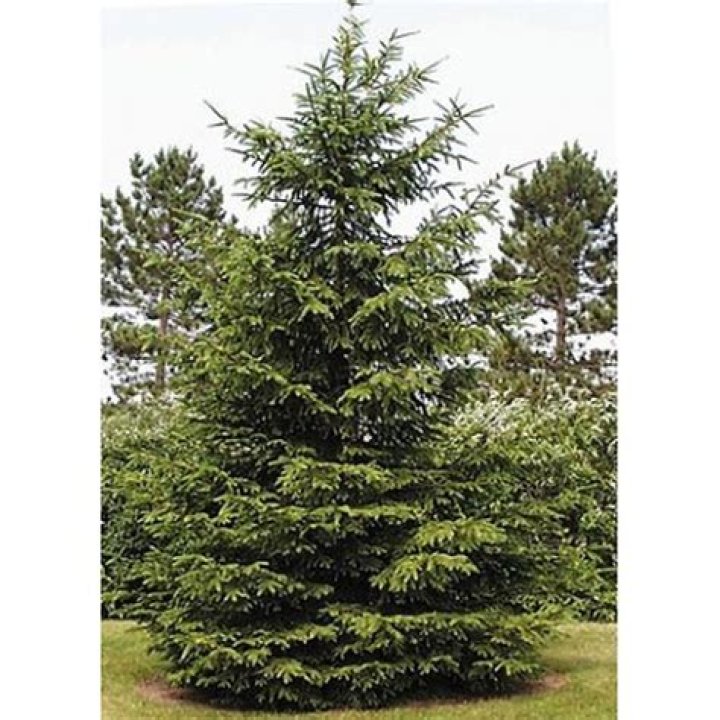 Where do white spruce grow in Alberta?