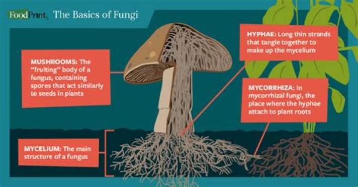 Where does fungi grow on trees?